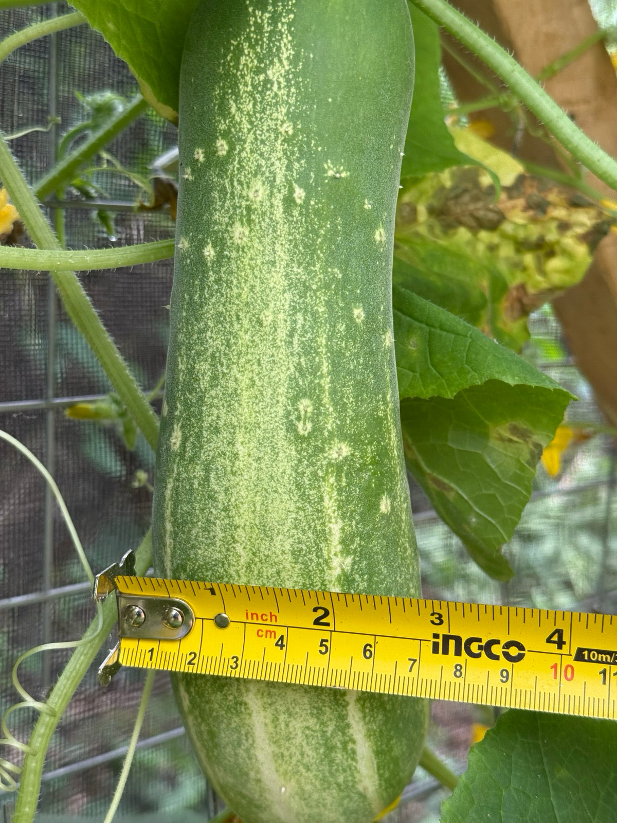 Straight Eight Cucumber