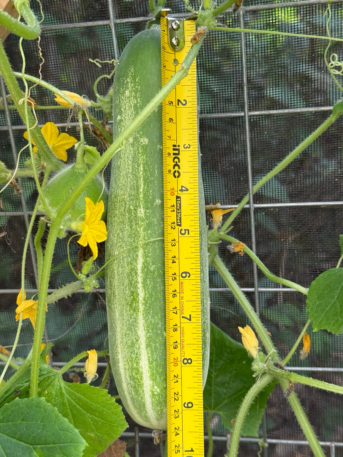Straight Eight Cucumber