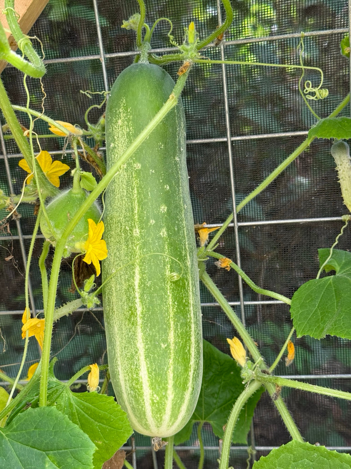 Straight Eight Cucumber