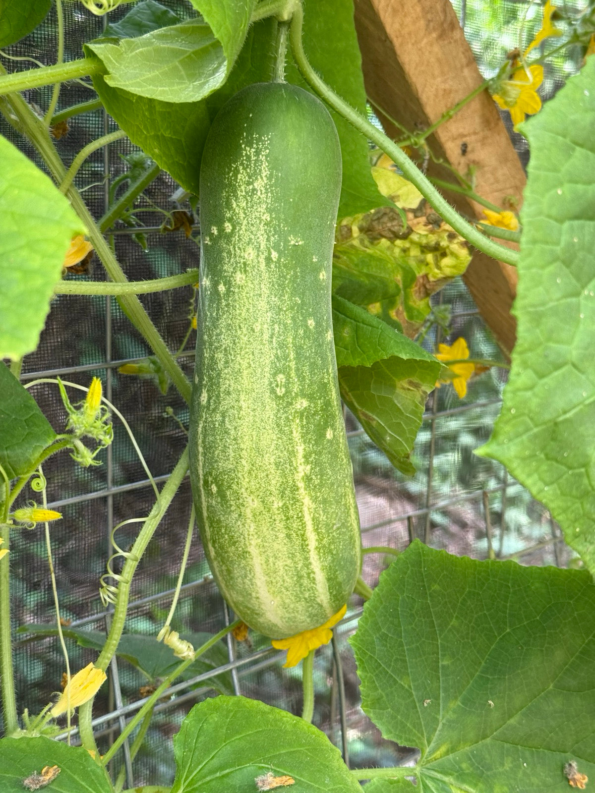 Straight Eight Cucumber
